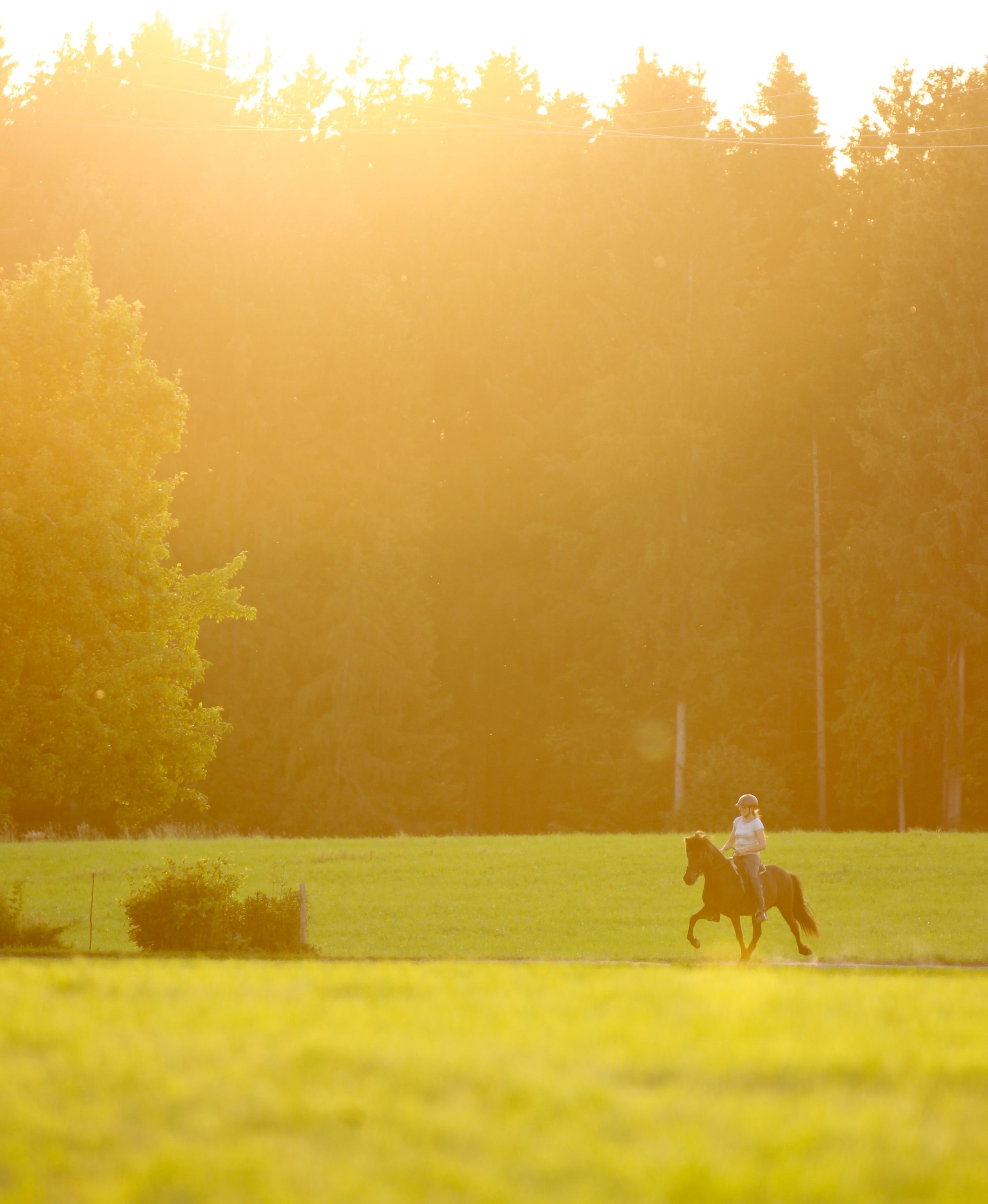 onlinekurs toelt