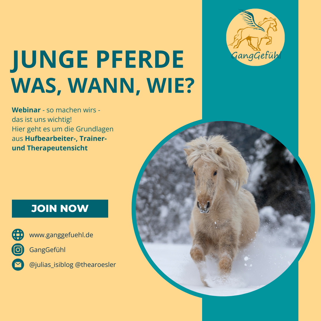 jungpferdewebinar